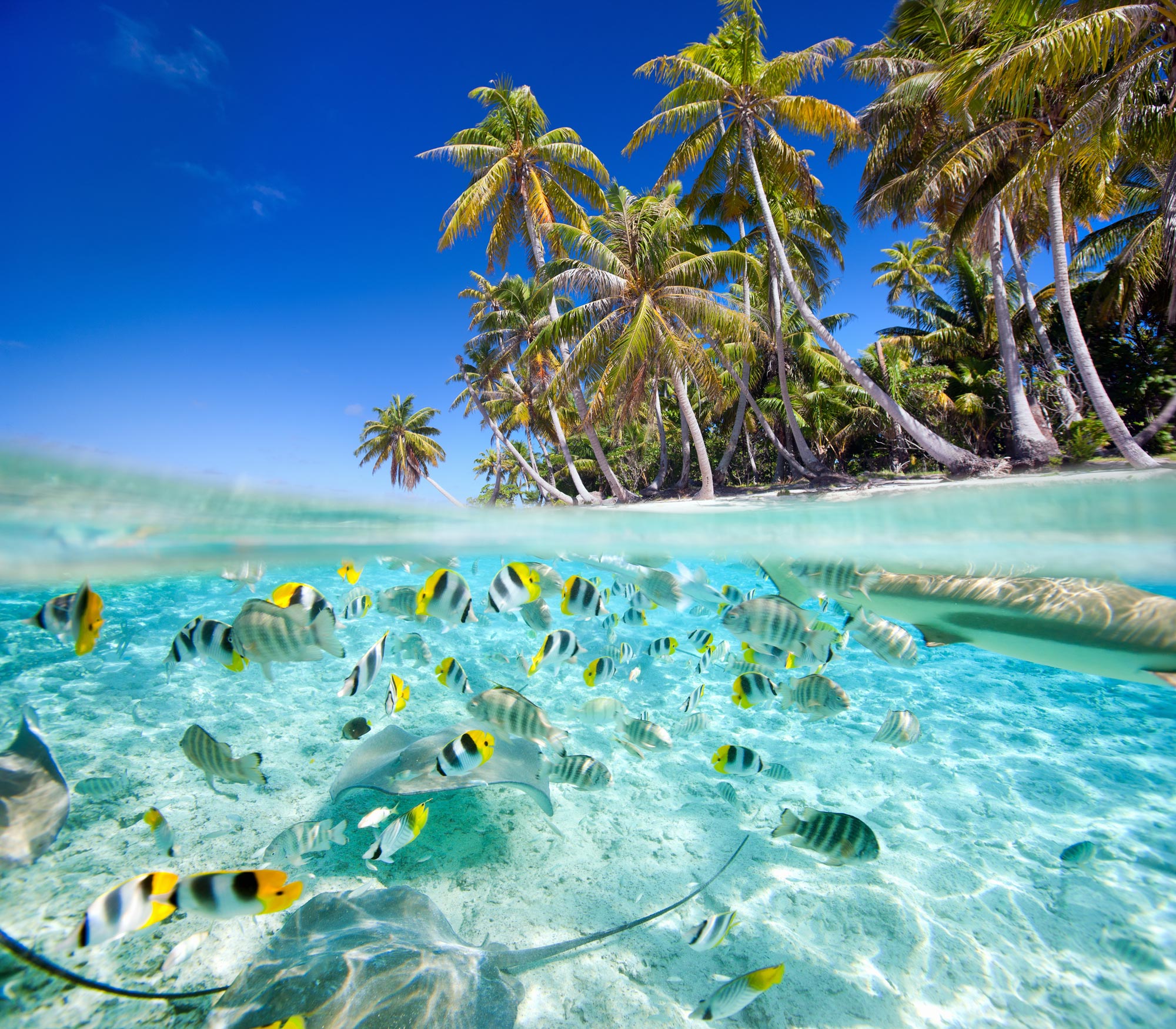 tropical-island-above-and-underwater-with-fishes-157055611_4300x3763 tropical-island-above-and-underwater-with-fishes-157055611_4300x3763