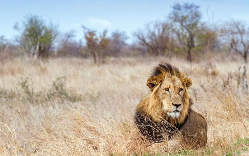 lion-in-kruger-national-park-529067700_4867x3245