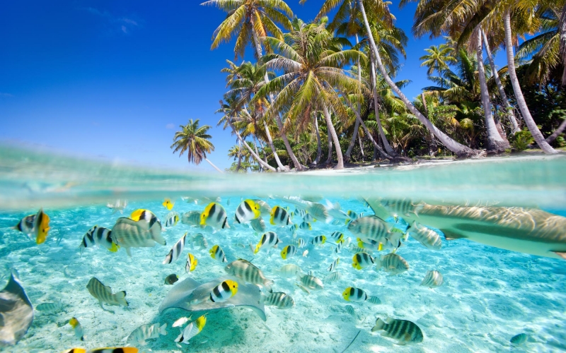 tropical-island-above-and-underwater-with-fishes-157055611_4300x3763